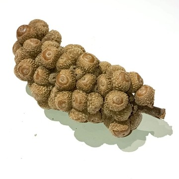 殼斗科毛枝柯(整串販售台灣現貨出貨，一物一拍) 石櫟屬柯屬 無活性不會發芽 收藏 收集 教學 可開收據  壹樓花藝雜貨