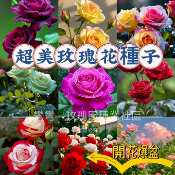 現貨💥各種玫瑰花種子（250粒）浪漫送禮節日玫瑰花 帝王玫瑰 開花爆盆 爬藤植物 陽臺庭院 四季種植 易養活 花卉種子