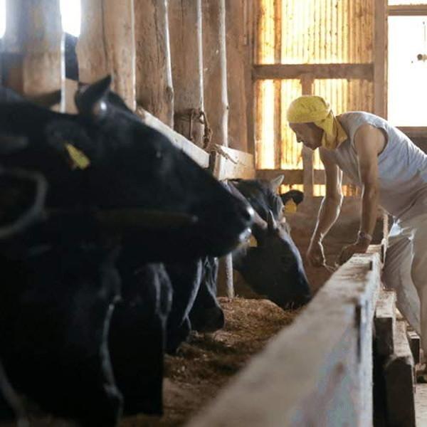 牛肉 鳥取県産牛 ハラミ 国産牛 焼き肉 やきにく ブランド和牛 黒毛和牛 日本一 赤身 選べる 部位別 量り売り 生産農家直送［お歳暮 ギフト プレゼント］