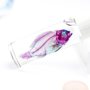 透明標本 吳郭魚 魚類標本 台灣外來種生物
