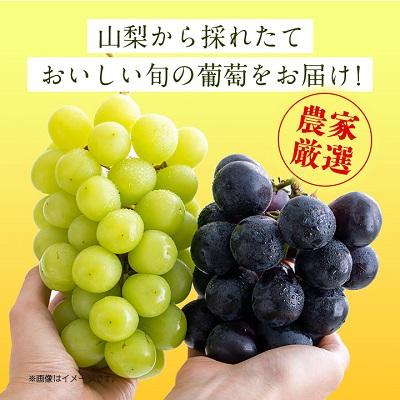 ふるさと納税 山梨市 山梨　旬の葡萄セット2kg(シャインマスカット2房、巨峰2房)(種なし)