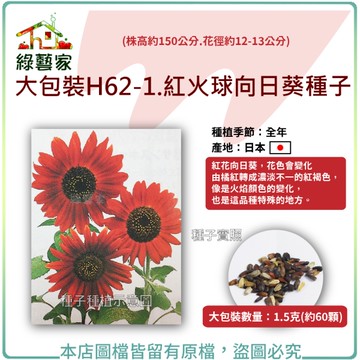 【綠藝家】大包裝H62-1.紅火球向日葵種子1.5克(約60顆)(株高約150公分.花徑約12-13公分)
