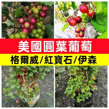 美國圓葉葡萄種子 格威爾 紅寶石 伊森 嘉寶果 庭院攀爬 自種水果 稀有品種 盆栽可栽 爬藤植物 果樹苗 綠化造景