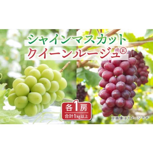 ふるさと納税 長野県 東御市 東御市産クイーンルージュ??＆シャインマスカットのセット ※9月中旬〜10月中旬頃発送