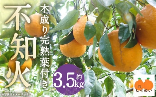  木成り 完熟 葉付き 不知火 約3.5kg フルーツ 蜜柑 柑橘 国産 長崎県産 九州産 デコポンと同一品種