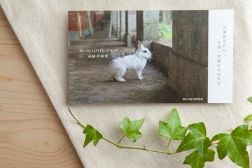 兔子攝影插畫明信片 - 永恆的凝望