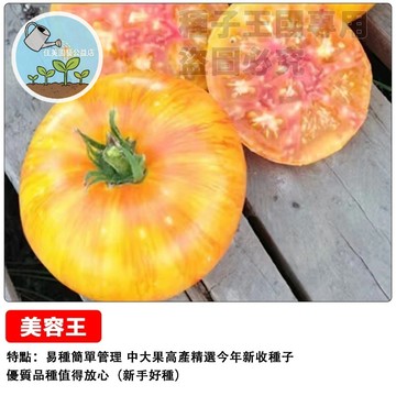 美容王番茄種子 生食水果番茄 黃色小番茄 聖女果 黃金番茄 高甜度 陽台盆栽 家庭農場 DIY種植 療癒蔬食 可生吃沙拉
