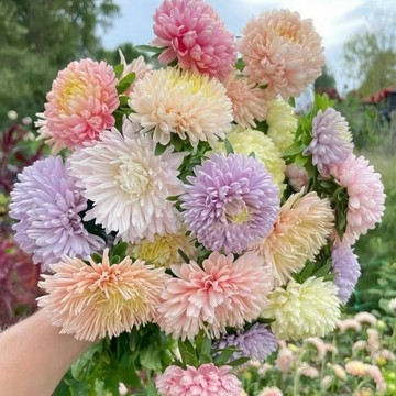 🏵️（矮生重瓣翠菊種子） 9款正品菊花種籽 格桑花種子 庭院陽臺新手易活 四季開花室外花種籽 撒下就能活