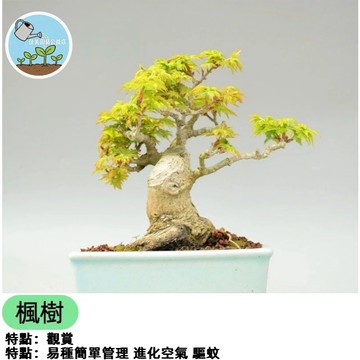 台灣盆栽楓樹 日本楓樹種子 室內外觀葉植物 四季變葉 庭院造景 陽台綠化 易種植 送禮盆栽 綠化植栽 景觀樹種子