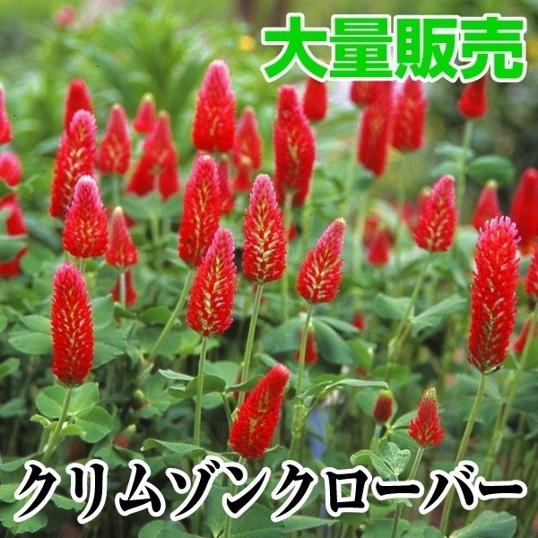 クローバー 種 大量たね クリムゾンクローバー 1袋(100g) / クローバーの種 クローバーの花 ストロベリーキャンドル 花たね 花の種 種子  タネ 国華園 通販 LINEポイント最大0.5%GET | LINEショッピング