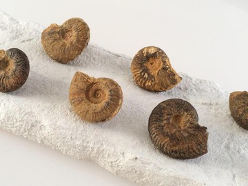 菊石化石◇別針