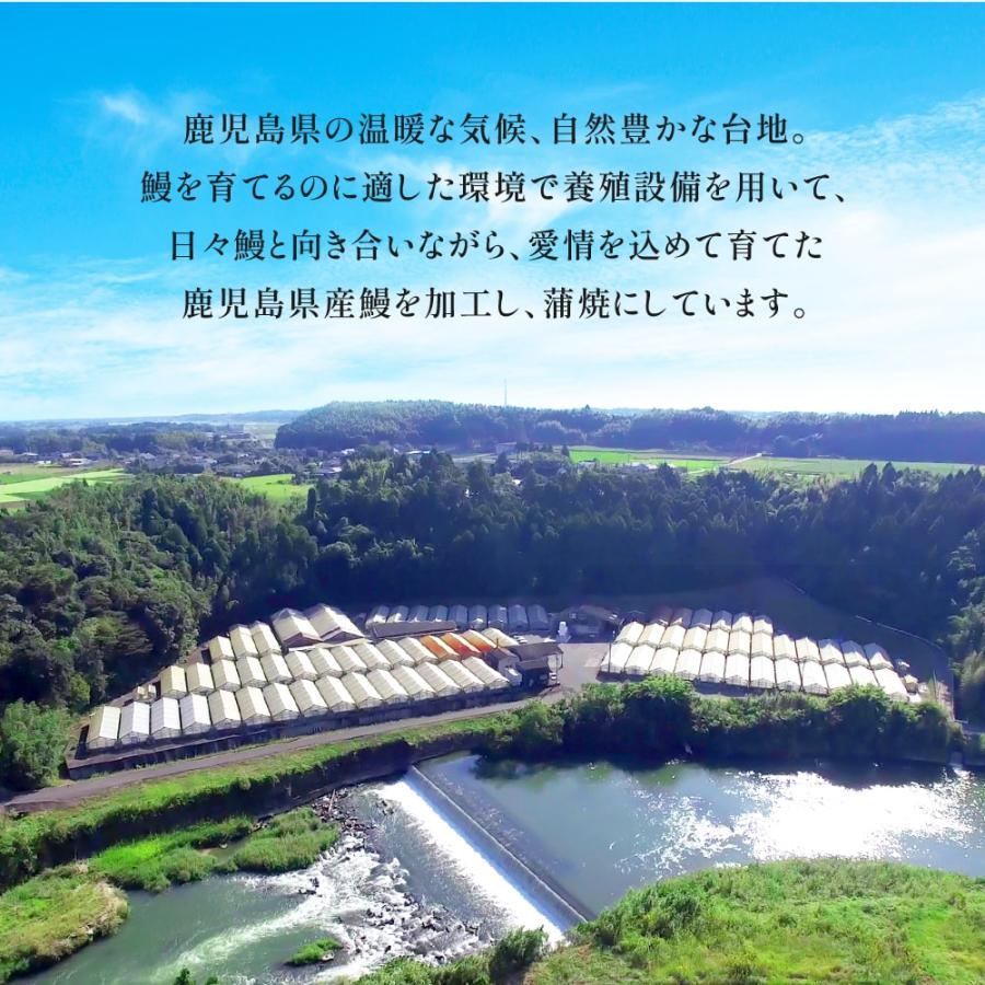 うなぎ 2023 プレゼント ギフト 国産 蒲焼き 3尾 鰻 70代 80代 60代 父の日 お取り寄せ 美味しい