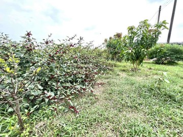⭐永安區優質一般農/有水有電前後有路⭐｜高雄市永安區維新段