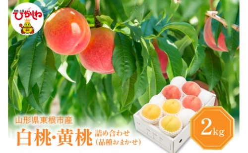 白桃＆黄桃 詰め合わせ (品種おまかせ) 2kg (5～9玉) 東根農産センター提供