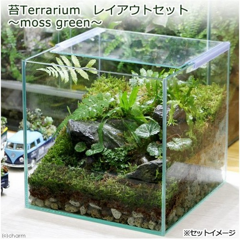 観葉植物 苔ｔｅｒｒａｒｉｕｍ レイアウトセット ｍｏｓｓ ｇｒｅｅｎ 説明書付 通販 Lineポイント最大0 5 Get Lineショッピング