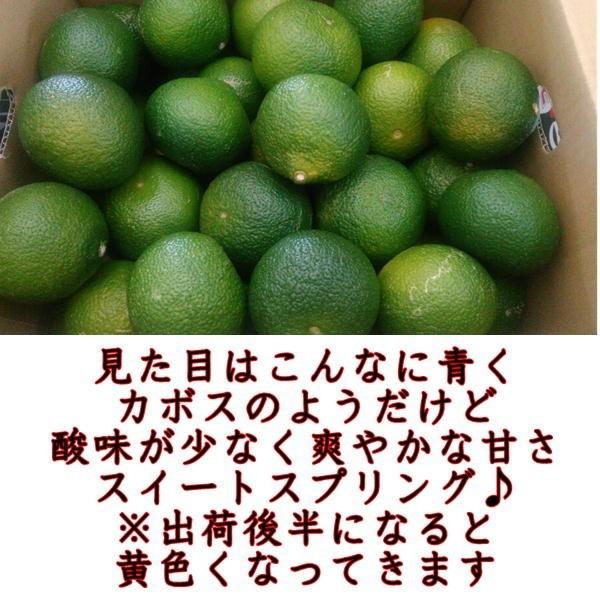 スイートスプリング　訳あり　１セット1.5kg　熊本産　２セット購入で１セットおまけ！３セット購入で3セットおまけ！　60サイズ みかん ミカン 蜜柑