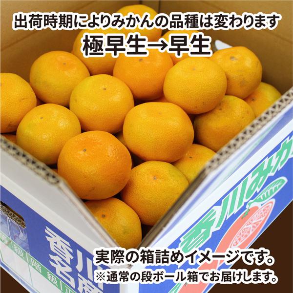 みかん 小さな2Sサイズ 送料無料 送料無料 1.5kg 香川県産 果物 旬 フルーツ 柑橘 3日営業日以内に発送