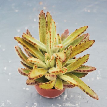 【荳荳多肉】【植物-黃金狐狸兔】喬遷│送禮│升遷│多肉植物