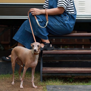 寵物皮帶，膚色，棕褐色，真皮軟皮，狗皮帶，貓皮帶