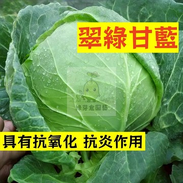 🌱早熟高產 翠綠甘藍種子GL-2  莖短縮 根系發達 耐寒性強 易生長 高麗菜‌‌ 包菜抗病抗旱易種植 高產爬藤蔬菜種子