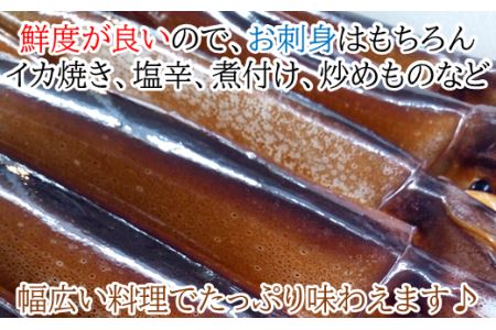 「お刺身、いか焼き、炒めものに！」三陸の生冷凍イカ15杯」