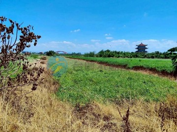 將軍區苓仔寮393方正美農地｜台南市將軍區保源段