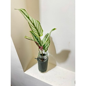 ☘️水耕 斜紋竹芋 ☘️綠羽肖竹芋、白羽毛竹芋、 銀線竹芋