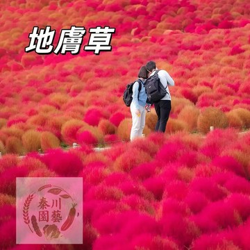 嘉儀現貨（地膚草種子）波波草紅葉地膚草綠葉地膚草觀賞草庭院景觀綠化花海種子草籽@觀賞林木花卉種子