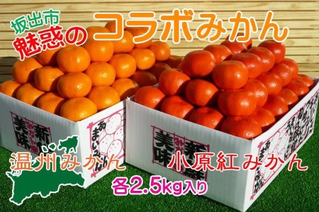 小原紅早生  完熟温州 セット 約5kg 小原紅早生みかん約2.5kg  完熟温州みかん約2.5kg S ～ Lサイズ ｜ みかん