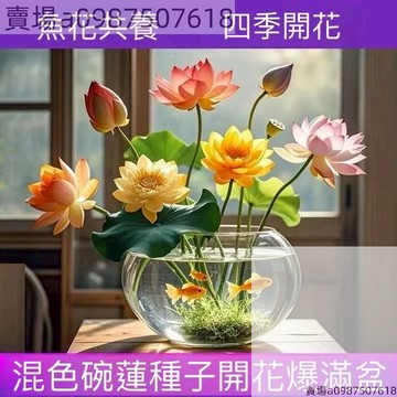 現貨 碗蓮（5粒） 3天發芽 荷花種子蓮花種子 睡蓮種子全網最多品種荷花 四季播種 水生植物 花盆水耕植物  桌面轉運