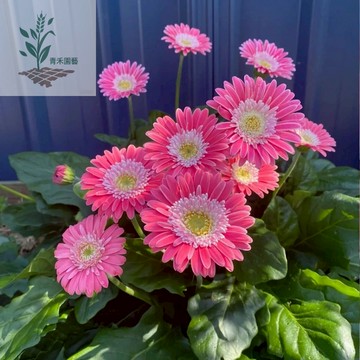 青禾園藝（非洲菊種子）四季種植 高桿非洲菊盆栽切花扶郎花四季好養耐熱植物花卉陽臺庭院花卉種子