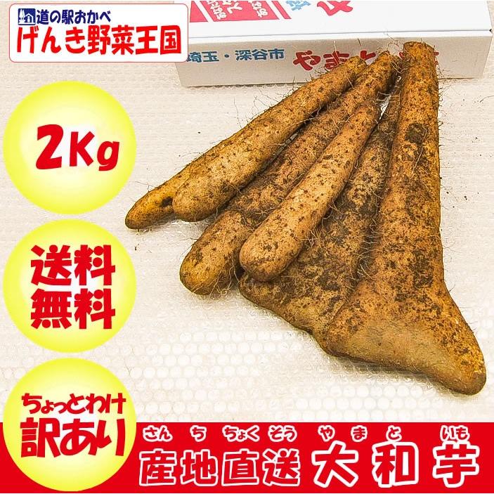 ヤマトイモ 2Kg A品 ちょっと訳あり