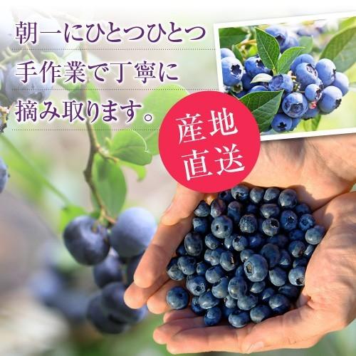 無選別 完熟生ブルーベリー 500g フレッシュ 紀州 和歌山 有田産 国産 完熟 生ブルーベリー 生 甘い おいしい ご家庭用 自宅用