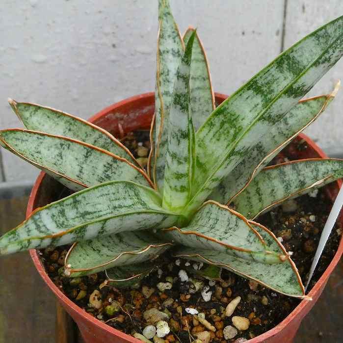 サンスベリア アイシクル 2.5号 観葉植物 サンセベリア 鉢植え
