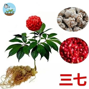📿【台灣現貨】田七種子 川七 人參三七 可盆栽 藥用植物 觀葉綠植 煲湯食材  家庭園藝 種植療癒