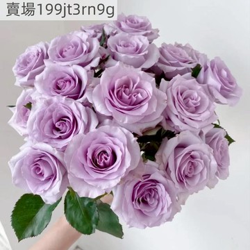 現貨🌹海洋之歌玫瑰種子（250粒）2025新種 包對版 四季種植多年生可做切花 四季懶人室內外庭院盆栽花卉種子 耐寒易活