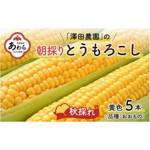 ふるさと納税 福井県 あわら市 秋とうもろこし 5本 おおもの 黄色 朝採り ／ 期間限定 数量限定 ハウス栽培 産地直送 甘い スイートコーン とうも…