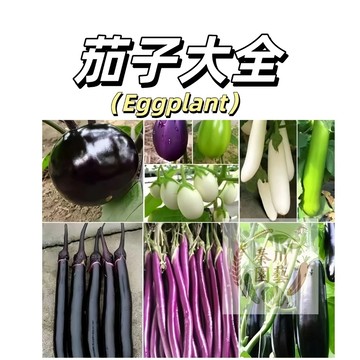 現貨（茄子種子大全）紫長茄圓茄綠茄  黑長茄 雞蛋茄 線茄 農家老品種吊菜耐熱高產四季播種爬藤蔬菜種子#果菜大