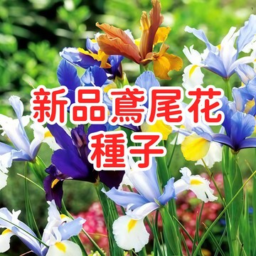 【新品鳶尾花 種子】 愛麗絲花種 蝴蝶花種 園藝盆栽易種植 開花美 多年生 庭院陽台美化 送禮自用