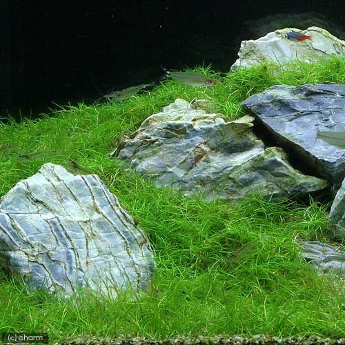 水草 ３０ｃｍ水槽用 草原風レイアウト ヘアーグラスショート 風山石 素材セット 水上葉 本州四国限定 通販 Lineポイント最大0 5 Get Lineショッピング