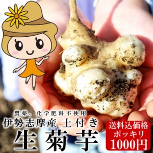 ポッキリ価格 お試し 生菊芋 土付き 500g 10個以上 生菊芋 イヌリン なまのキクイモ  三重県伊勢志摩産 化学肥農薬不使用 血糖値抑制 低