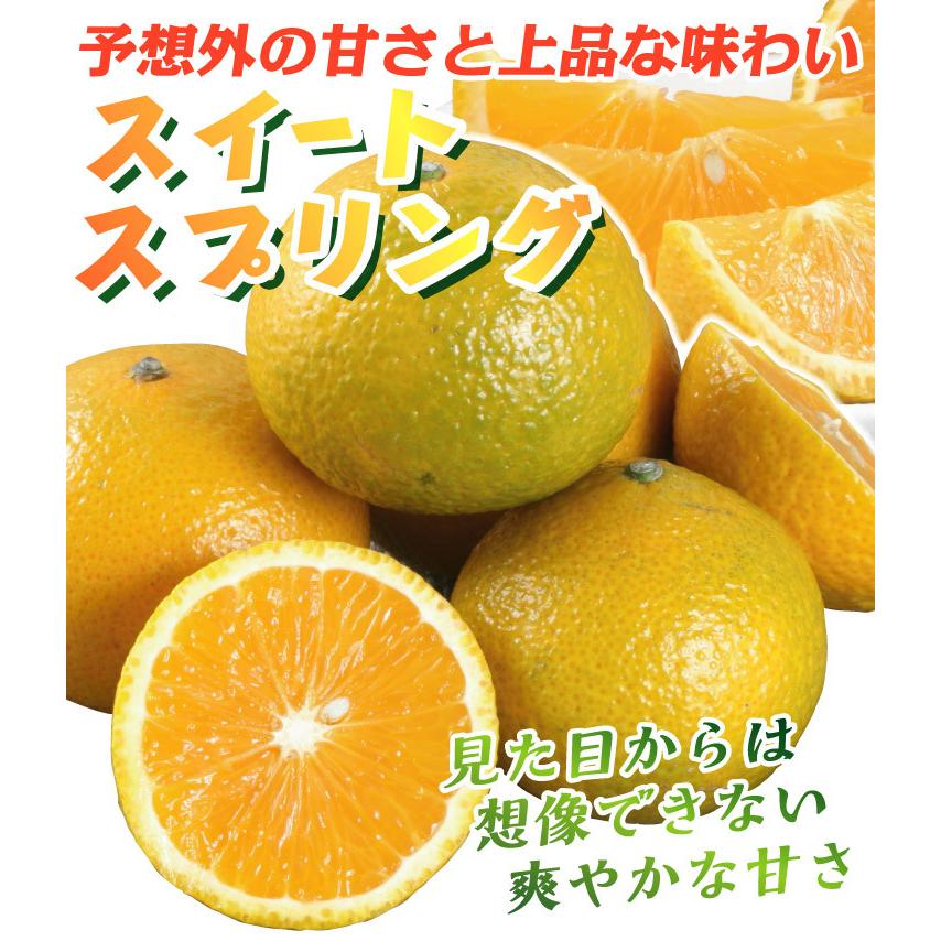 みかん 10kg スイートスプリング 熊本産 ご家庭用 送料無料 食品