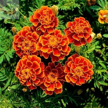 🌼【孔雀草種子】花色絢麗花叢繁茂 高發芽率新手易種 耐熱好養 陽台庭院花海盆栽觀賞花卉種籽