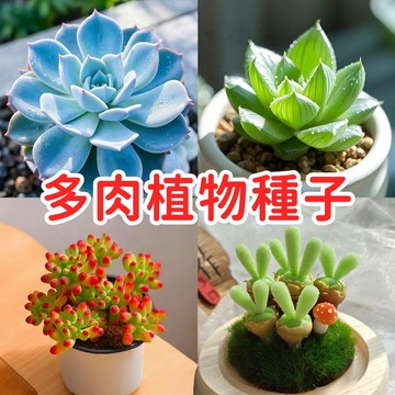 【多款多肉種子】現貨室內盆栽 迷你盆栽 懶人植物 療癒小物 陽台造景 景天科 生石花 播種套組 混合品種 台灣現貨