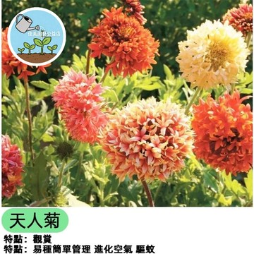 天人菊種子 宿根天人菊 台灣原生野花種子 耐旱耐風 開花植物 海濱植物 花壇盆栽 綠化美化 易種植 開花季長 四季可播