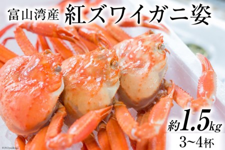 富山湾産 紅 ズワイガニ 姿 約 1.5kg（3～4杯）   寺田鮮魚店   富山県 朝日町 [34310229] かに カニ 蟹 ボイル