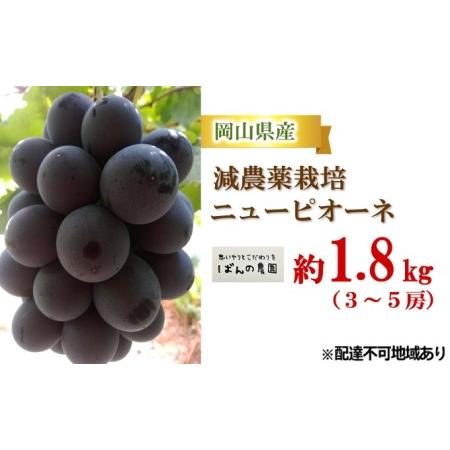 ふるさと納税 ぶどう 2024年 先行予約 ニュー ピオーネ 約1.8kg 3〜5房 減農薬栽培 ブドウ 葡萄  岡山県産 国産 フルーツ 果物 ギフト ばんの農.. 岡山県里庄町