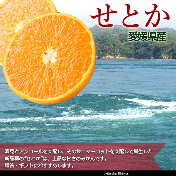 せとか 秀品 L 約3kg 贈答 ギフト 3キロ 化粧箱 愛媛 ふるさと グルメ みかん 箱買い 柑橘 フルーツ 一部地域 送料無料