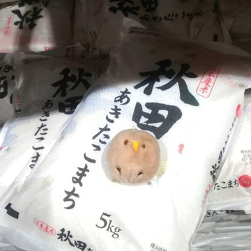 COSTCO 好市多 日本 日本秋田縣產 秋田小町米 5公斤 日本米 秋田米 小町米 CNS 一等米 飽滿 細緻 甘甜
