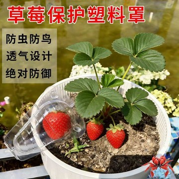 專業防鳥防蟲草莓塑料保護套袋草莓終止保護殼功能齊果園種植必備